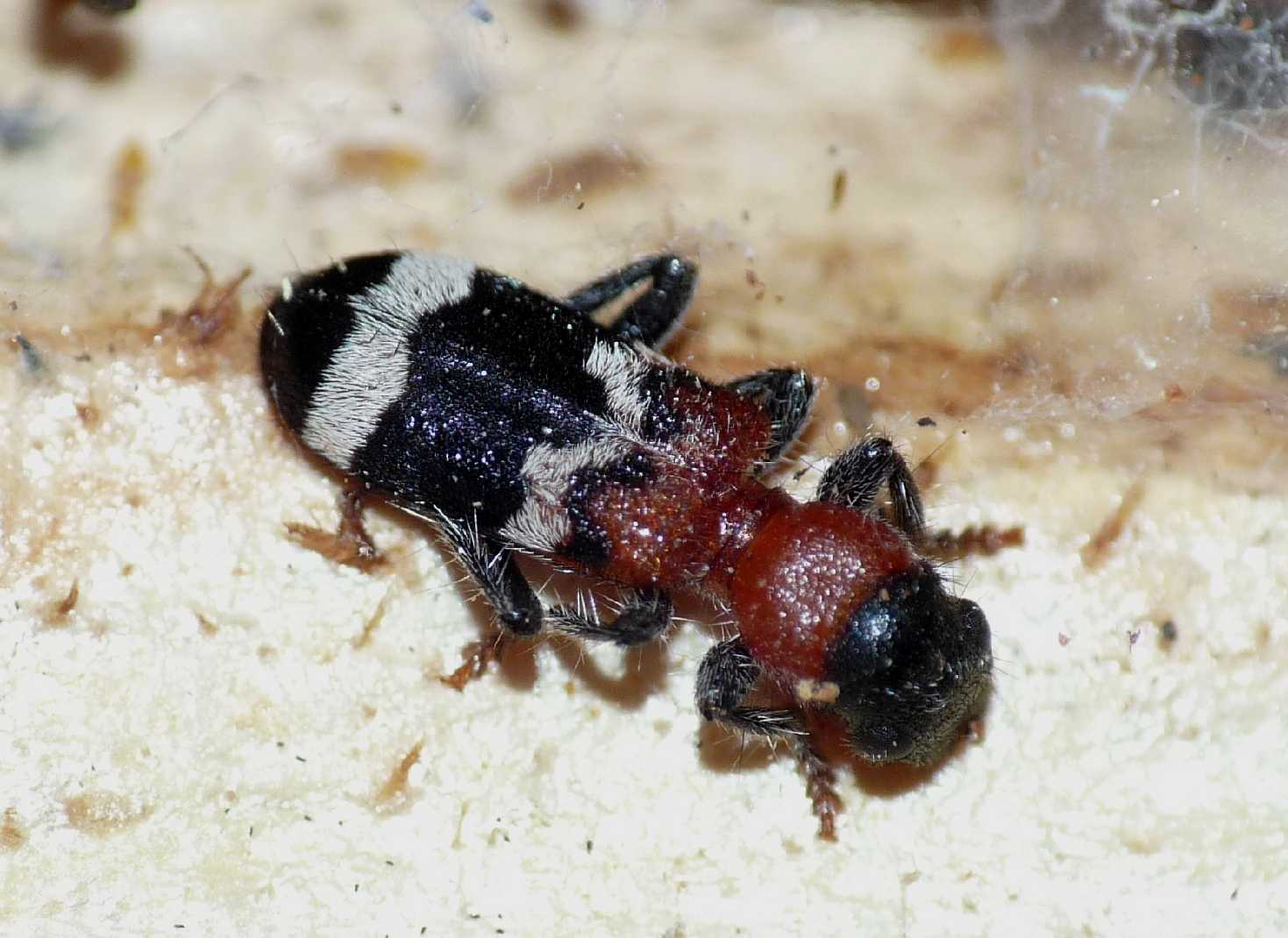 Thanasimus formicarius